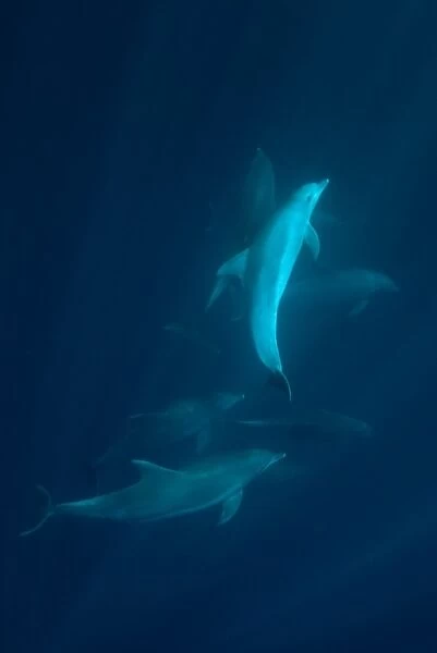 Long-beaked Common Dolphin (Delphinus capensis) adults, group swimming underwater, offshore Port St