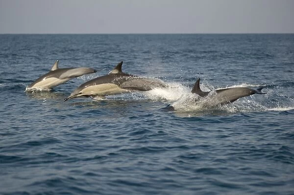 Long-beaked Common Dolphin (Delphinus capensis) three adults, porpoising, jumping from sea, offshore Port St