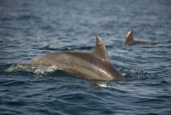 Long-beaked Common Dolphin (Delphinus capensis) adult, swimming at surface of sea, with tooth rake marks visable
