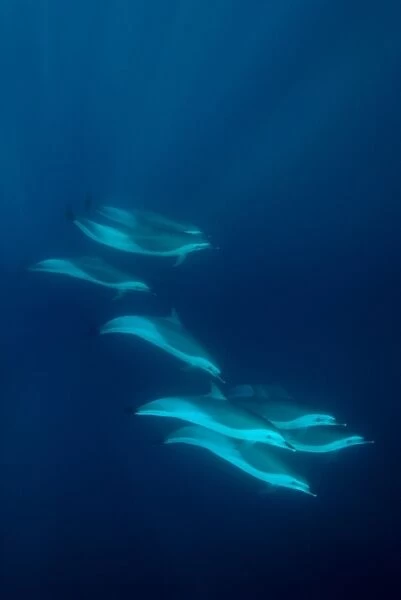 Long-beaked Common Dolphin (Delphinus capensis) adults, group swimming underwater, offshore Port St