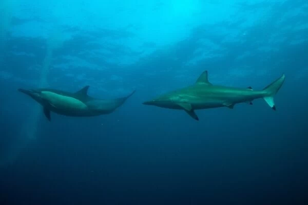 Long-beaked Common Dolphin (Delphinus capensis) and Blacktip Shark (Carcharhinus limbatus) adults