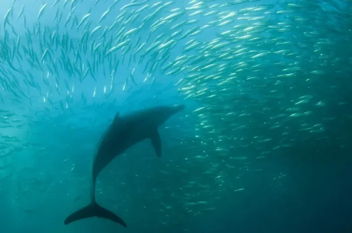 Framed Print : Long-beaked Common Dolphin (Delphinus capensis) adult, feeding on baitball school of small bait fish, offshore Port St Framed Print : Long-beaked Common Dolphin (Delphinus capensis) adult, feeding on baitball school of small bait fish, offshore Port St