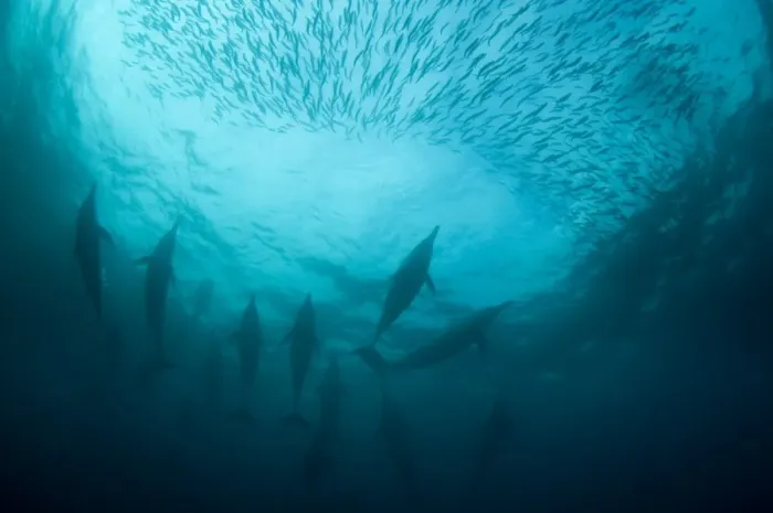 Framed Print : Long-beaked Common Dolphin (Delphinus capensis) adults, group feeding on baitball school of small bait fish