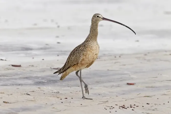 Framed Print : Long-billed Curlew (Numenius americanus) adult, walking on mud at edge of water, Florida, U. S. A. February Framed Print : Long-billed Curlew (Numenius americanus) adult, walking on mud at edge of water, Florida, U. S. A. February