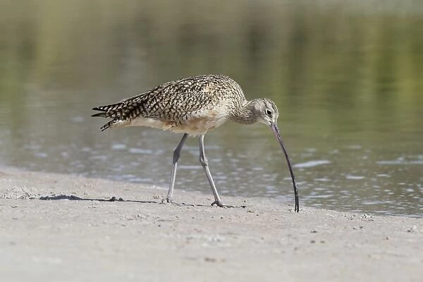Long-billed Curlew (Numenius americanus) adult, foraging on mud at edge of water, Florida, U. S. A. February