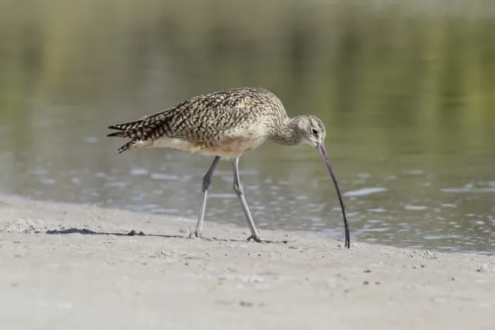 Framed Print : Long-billed Curlew (Numenius americanus) adult, foraging on mud at edge of water, Florida, U. S. A. February Framed Print : Long-billed Curlew (Numenius americanus) adult, foraging on mud at edge of water, Florida, U. S. A. February