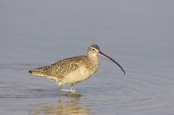 Long-billed Curlew (Numenius americanus) adult, wading in shallow water, Fort de Soto, Florida, U. S. A