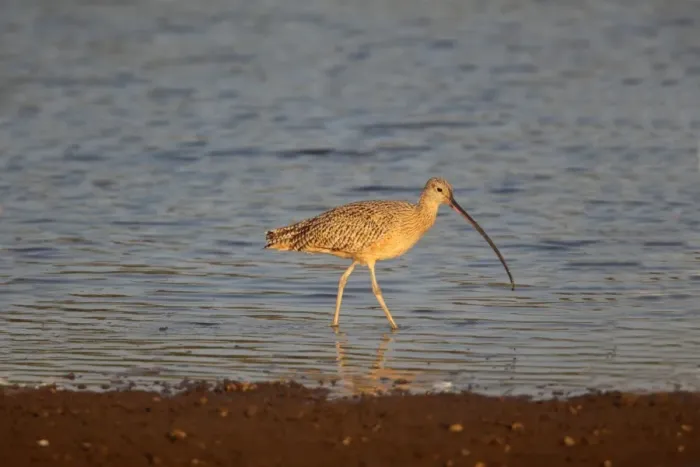 Framed Print : Long-billed Curlew (Numenius americanus) adult, wading in shallow water, Costa Rica, february Framed Print : Long-billed Curlew (Numenius americanus) adult, wading in shallow water, Costa Rica, february