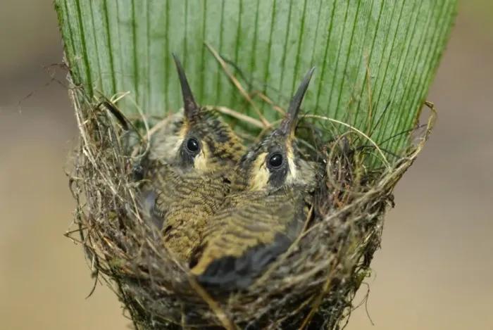 Framed Print : Long-billed Hermit (Phaethornis longirostris) two chicks, sitting on nest suspended under palm frond in primary