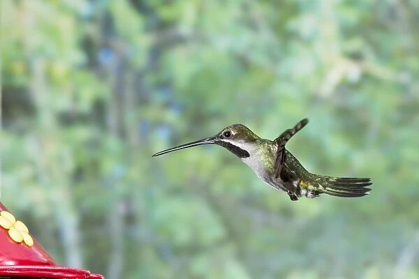 Long-billed Starthroat (Heliomaster longirostris) adult male, in flight, hovering at feeder, Trinidad