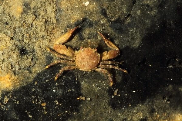 Long-clawed Porcelain Crab (Pisidia longicornis) adult, under stone on shore, Poole Harbour, Dorset, England, September