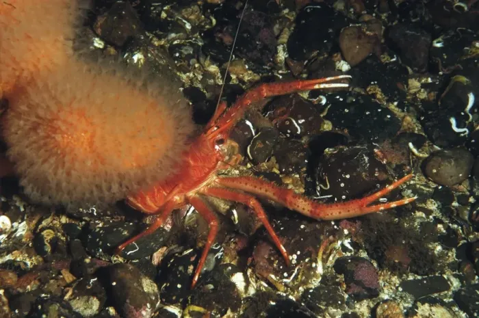 Framed Print : Long-clawed Squat Lobster (Munida rugosa) adult, in sea loch, Loch Carron, Ross and Cromarty, Highlands, Scotland, June