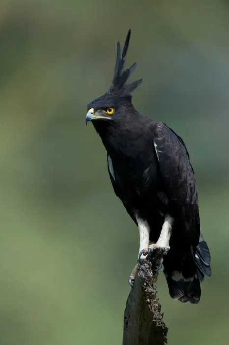 Framed Print : Long-crested Eagle (Lophaetus occipitalis) adult, perched on stump, Nakuru, Kenya Framed Print : Long-crested Eagle (Lophaetus occipitalis) adult, perched on stump, Nakuru, Kenya