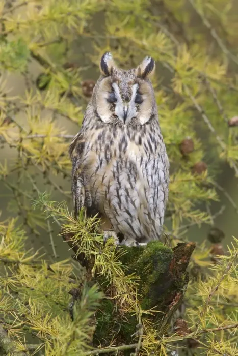 Framed Print : Long-eared Owl (Asio otus) adult, with eyes closed, perched on mossy stump amongst larch branches in woodland, Berwickshire, Scottish Borders, Scotland, october (captive) Framed Print : Long-eared Owl (Asio otus) adult, with eyes closed, perched on mossy stump amongst larch branches in woodland, Berwickshire, Scottish Borders, Scotland, october (captive)