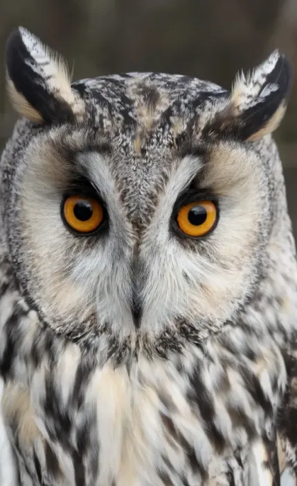 Framed Print : Long-eared Owl (Asio otus) adult, close-up of head, Gloucestershire, England, january (captive) Framed Print : Long-eared Owl (Asio otus) adult, close-up of head, Gloucestershire, England, january (captive)