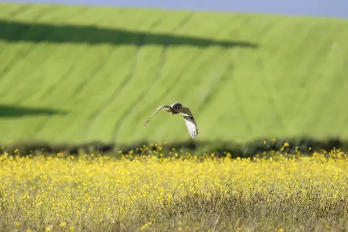 Framed Print : Long-eared Owl (Asio otus) adult, in flight, hunting over meadow, Yorkshire, England, may Framed Print : Long-eared Owl (Asio otus) adult, in flight, hunting over meadow, Yorkshire, England, may