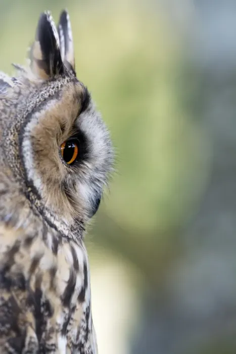 Framed Print : Long-eared Owl (Asio otus) adult, close-up of head, England, August (captive)