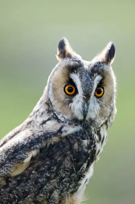 Framed Print : Long-eared Owl (Asio otus) adult, close-up of head, England, August (captive) Framed Print : Long-eared Owl (Asio otus) adult, close-up of head, England, August (captive)
