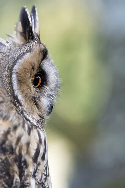 Long-eared Owl (Asio otus) adult, close-up of head, England, August (captive)