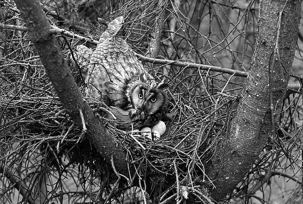 Long eared Owl at nest near kings lynn. Taken by Eric Hosking in 1940