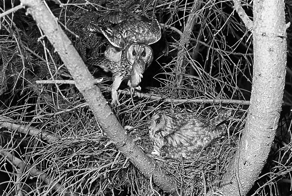 Long-eared Owl pair at nest Kings Lynn Norfolk. Taken by Eric Hosking in 1940