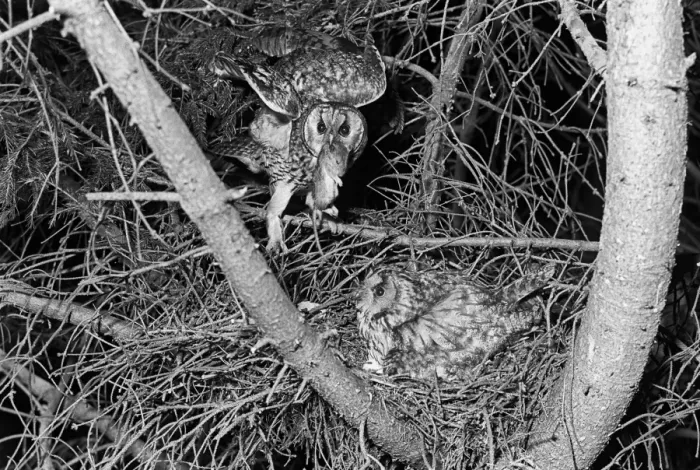 Framed Print : Long-eared Owl pair at nest Kings Lynn Norfolk. Taken by Eric Hosking in 1940 Framed Print : Long-eared Owl pair at nest Kings Lynn Norfolk. Taken by Eric Hosking in 1940