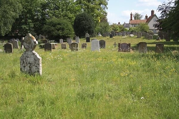 Long grass and wildflowers growing amongst headstones in churchyard conservation area, St