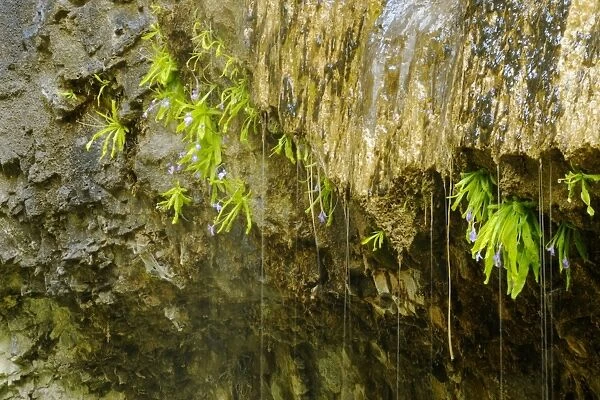 Long-leaved Butterwort (Pinguicula longifolia) flowering, group growing on wet limestone vertical walls