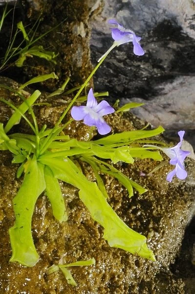 Long-leaved Butterwort (Pinguicula longifolia) flowering, growing on shady wet limestone, Ordesa y Monte Perdido N. P