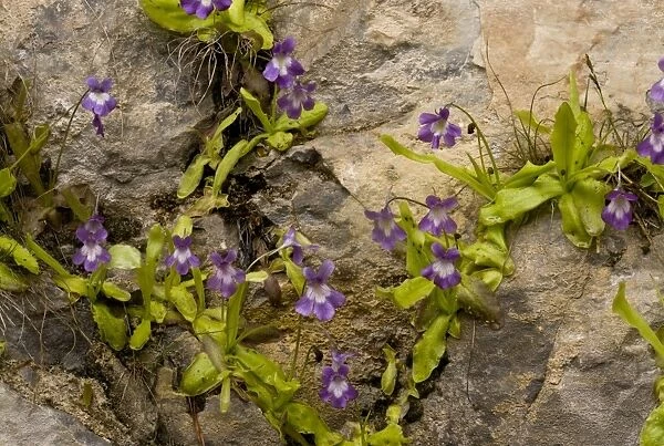 Long-leaved Butterwort (Pinguicula longifolia) flowering, growing on damp calcareous cliff, Ordesa N. P
