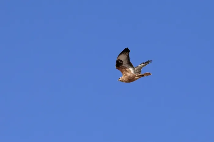 Framed Print : Long-legged Buzzard (Buteo rufinus cirtensis) North African subspecies, adult, in flight, Morocco, November Framed Print : Long-legged Buzzard (Buteo rufinus cirtensis) North African subspecies, adult, in flight, Morocco, November