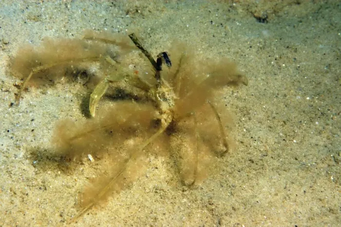 Framed Print : Long-legged Spider Crab (Macropodia sp. ) adult, covered with algae for camouflage, on sandy seabed, Studland Bay Framed Print : Long-legged Spider Crab (Macropodia sp. ) adult, covered with algae for camouflage, on sandy seabed, Studland Bay