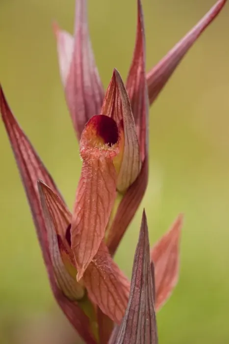Framed Print : Long-lipped Tongue Orchid (Serapias vomeracea) close-up of flowers, Southern Italy, april