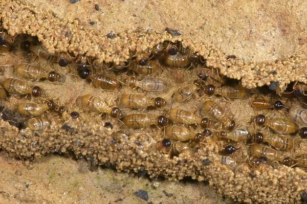 Long-nose Termite (Nasutitermes sp. ) adults, workers in column changing home and building hidden tunnel on ground, Los Amigos Biolgical Station, Madre de Dios, Amazonia, Peru