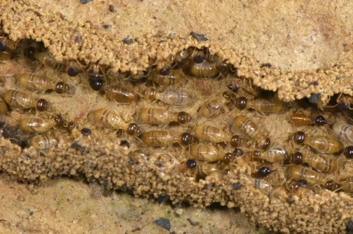 Framed Print : Long-nose Termite (Nasutitermes sp. ) adults, workers in column changing home and building hidden tunnel on ground, Los Amigos Biolgical Station, Madre de Dios, Amazonia, Peru Framed Print : Long-nose Termite (Nasutitermes sp. ) adults, workers in column changing home and building hidden tunnel on ground, Los Amigos Biolgical Station, Madre de Dios, Amazonia, Peru