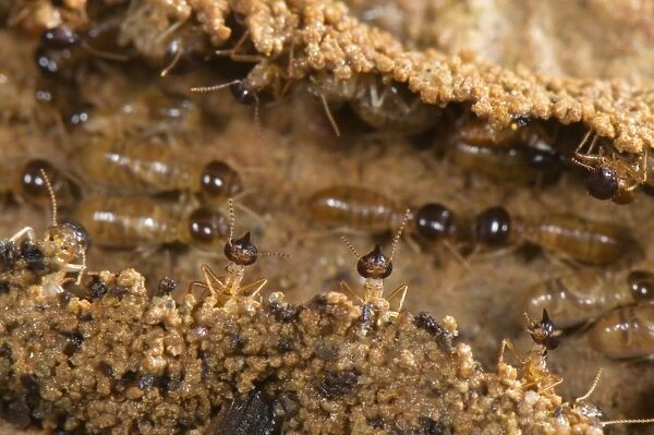 Long-nose Termite (Nasutitermes sp. ) adults, soldiers guarding workers in column changing home