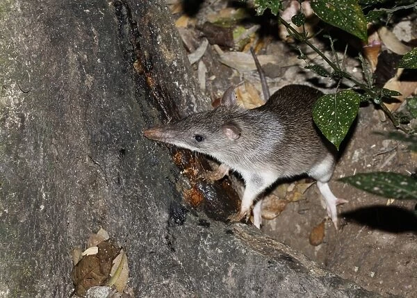 Long-nosed Bandicoot (Perameles nasuta) adult, with parasitic ticks on ears, feeding on tree sap in forest at night