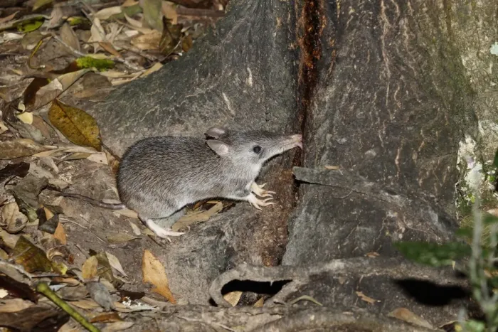 Framed Print : Long-nosed Bandicoot (Perameles nasuta) adult, with parasitic ticks on ears, feeding on tree sap in forest at night Framed Print : Long-nosed Bandicoot (Perameles nasuta) adult, with parasitic ticks on ears, feeding on tree sap in forest at night