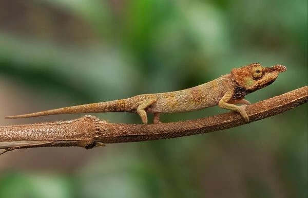 Long-nosed Chameleon (Calumma gallus) adult female, on stem in rainforest, Ambavaniasy, Eastern Madagascar, august