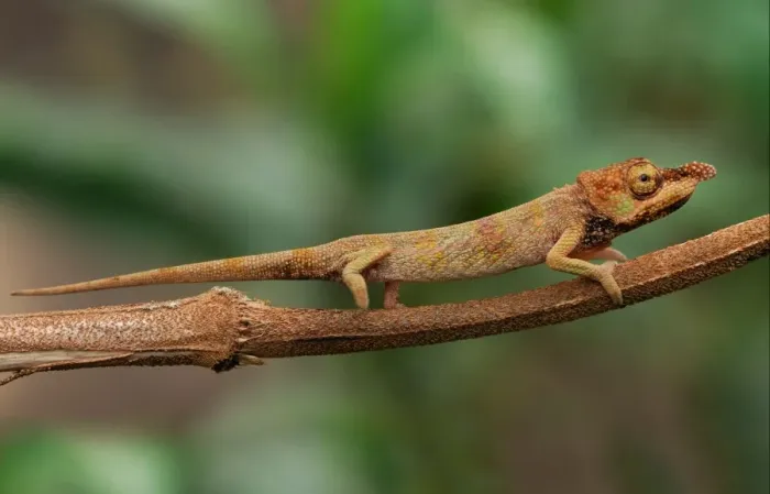 Framed Print : Long-nosed Chameleon (Calumma gallus) adult female, on stem in rainforest, Ambavaniasy, Eastern Madagascar, august