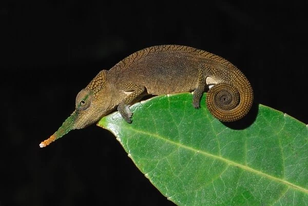 Long-nosed Chameleon (Calumma gallus) adult male, on leaf in rainforest, Ambavaniasy, Eastern Madagascar, august