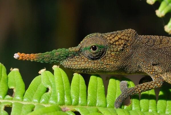 Long-nosed Chameleon (Calumma gallus) adult male, close-up of head, on leaf in rainforest, Ambavaniasy, Eastern Madagascar, august