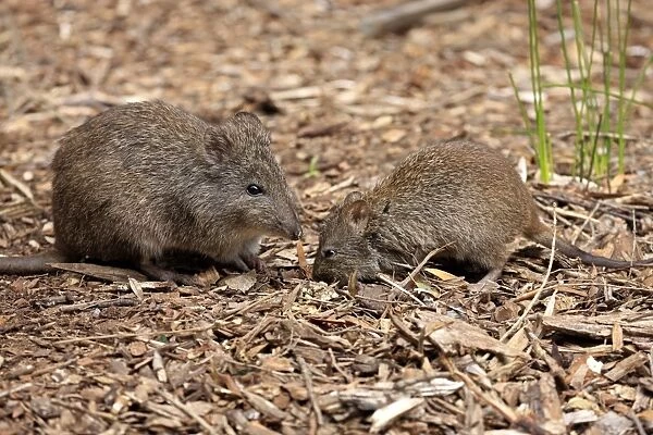 Long-nosed Potoroo (Potorous tridactylus) adult female with young, foraging on ground, South Australia, Australia