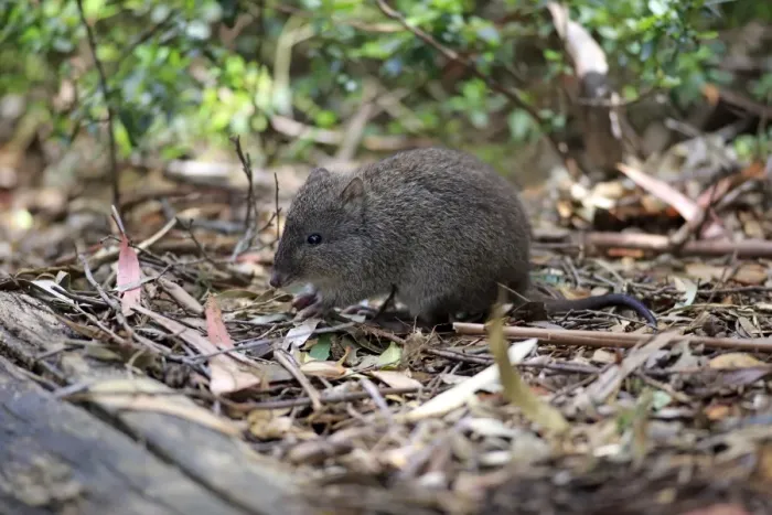 Framed Print : Long-nosed Potoroo (Potorous tridactylus) adult, foraging amongst leaf litter, South Australia, Australia, October Framed Print : Long-nosed Potoroo (Potorous tridactylus) adult, foraging amongst leaf litter, South Australia, Australia, October