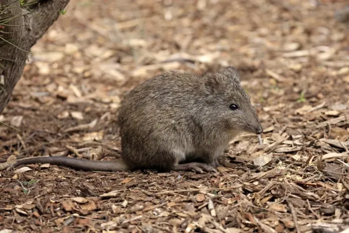 Framed Print : Long-nosed Potoroo (Potorous tridactylus) adult, sitting on ground, South Australia, Australia, October Framed Print : Long-nosed Potoroo (Potorous tridactylus) adult, sitting on ground, South Australia, Australia, October