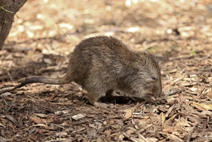 Framed Print : Long-nosed Potoroo (Potorous tridactylus) adult, foraging on ground, South Australia, Australia, October Framed Print : Long-nosed Potoroo (Potorous tridactylus) adult, foraging on ground, South Australia, Australia, October