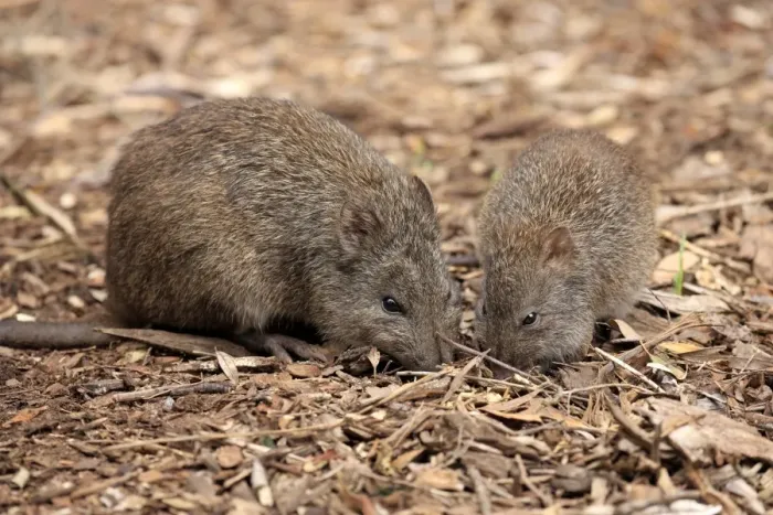 Framed Print : Long-nosed Potoroo (Potorous tridactylus) adult female with young, foraging on ground, South Australia, Australia Framed Print : Long-nosed Potoroo (Potorous tridactylus) adult female with young, foraging on ground, South Australia, Australia