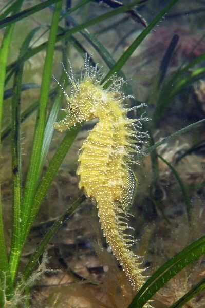 Long-snouted Seahorse (Hippocampus guttulatus) adult, amongst Eelgrass (Zostera marina) on seabed, Studland Bay, Dorset, England, august