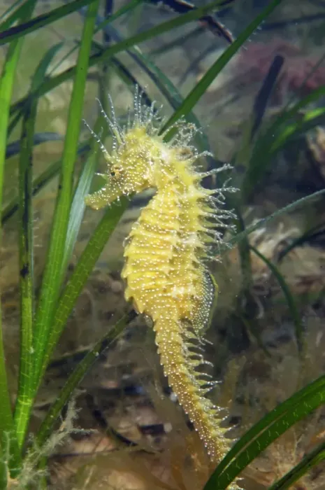 Framed Print : Long-snouted Seahorse (Hippocampus guttulatus) adult, amongst Eelgrass (Zostera marina) on seabed, Studland Bay, Dorset, England, august Framed Print : Long-snouted Seahorse (Hippocampus guttulatus) adult, amongst Eelgrass (Zostera marina) on seabed, Studland Bay, Dorset, England, august
