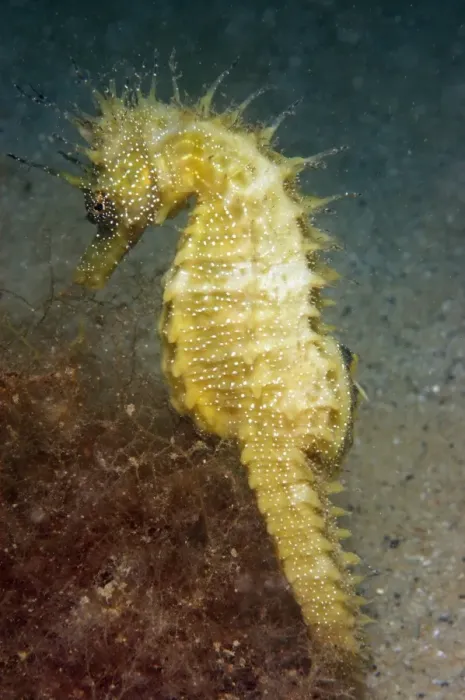 Framed Print : Long-snouted Seahorse (Hippocampus guttulatus) adult, amongst red algae on sandy seabed, Studland Bay, Dorset, England Framed Print : Long-snouted Seahorse (Hippocampus guttulatus) adult, amongst red algae on sandy seabed, Studland Bay, Dorset, England